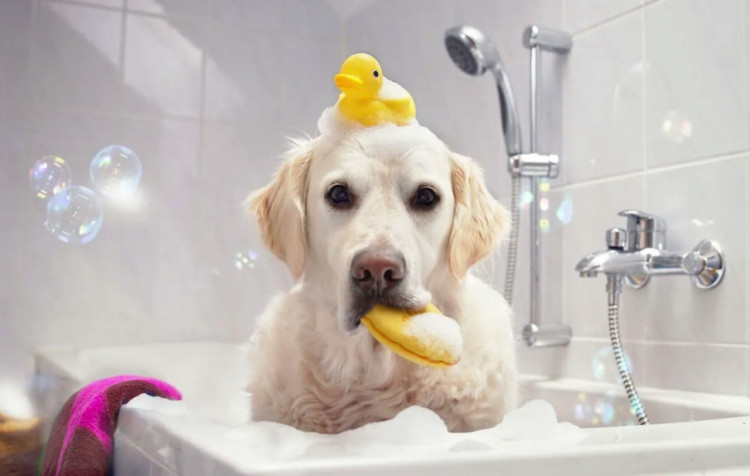 Dctr.Go Шампунь-бальзам для животных Sнampoo Therapy "Мультиуход" 1000 ml в Краснодаре